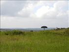 25 Bokor